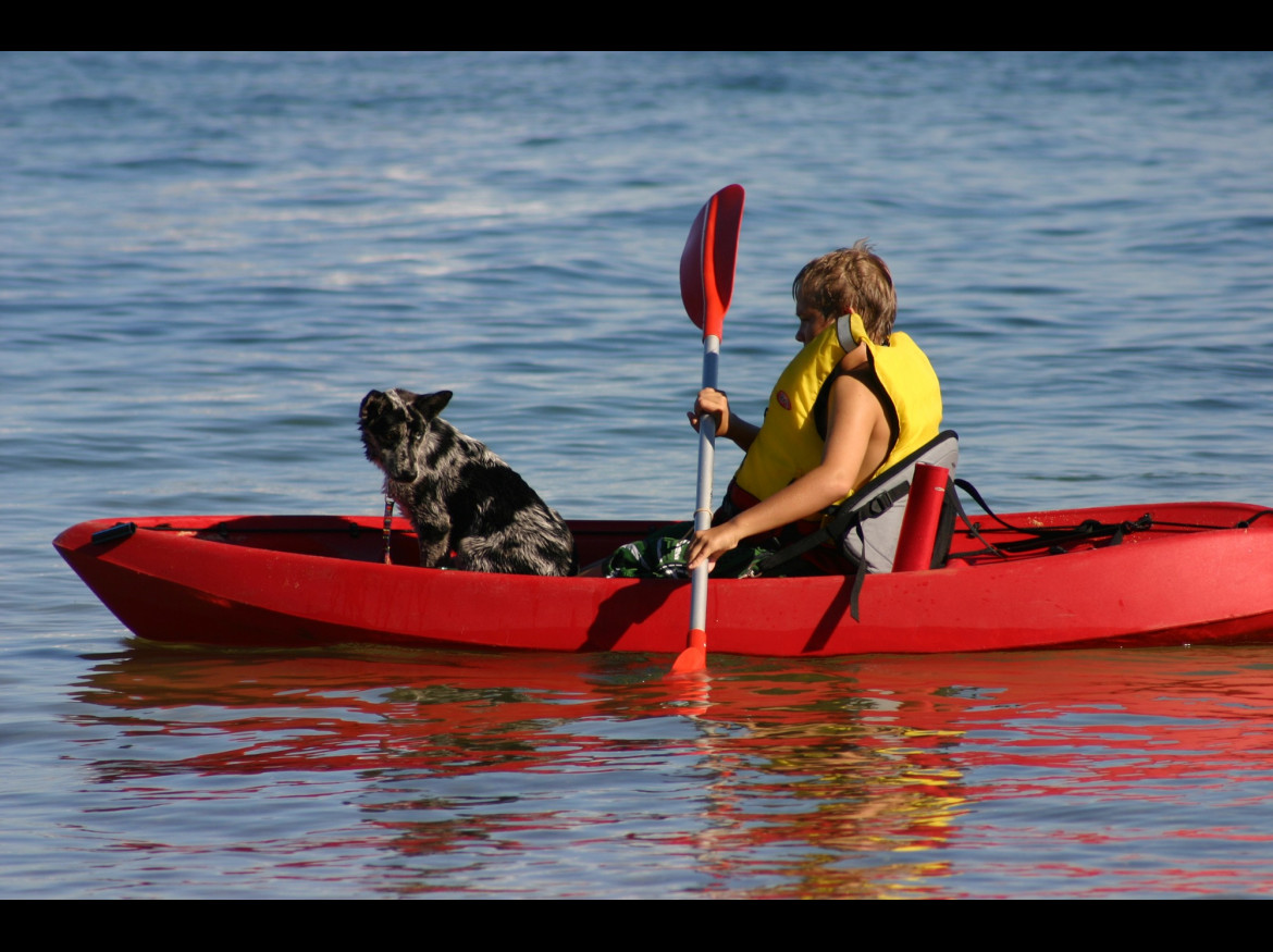 Bluey in Kayak